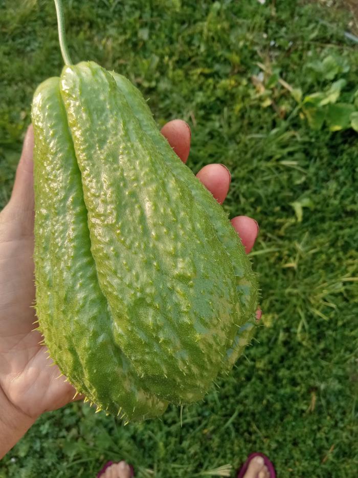 Over 1lb bigger than smooth Mexican type