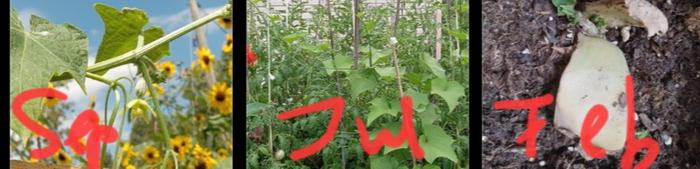 Timeline of a single plant