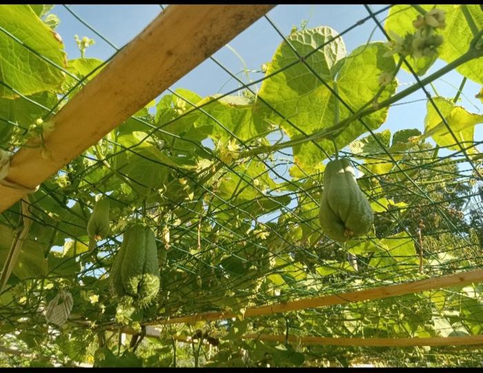 Young fruits on half ass trellis 