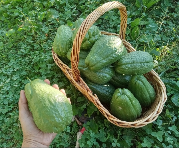  average 21 Oz or 600g