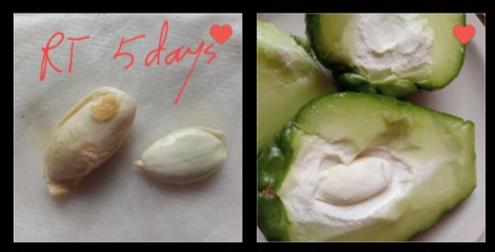 Seed kept on developing after being removed