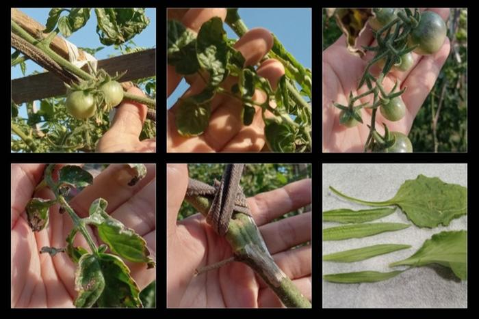 Stem sunburn, retention of dead leaves, distorted small leaves, irregular fruit maturing, reduced pollination 