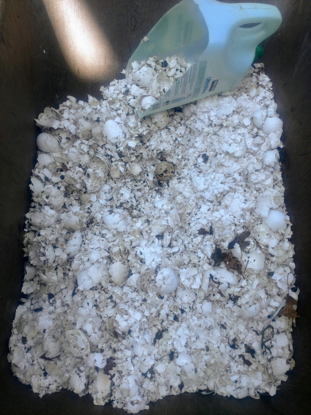This is a shot showing the first crush of eggshells using a rake.