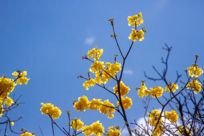 Flowers up close