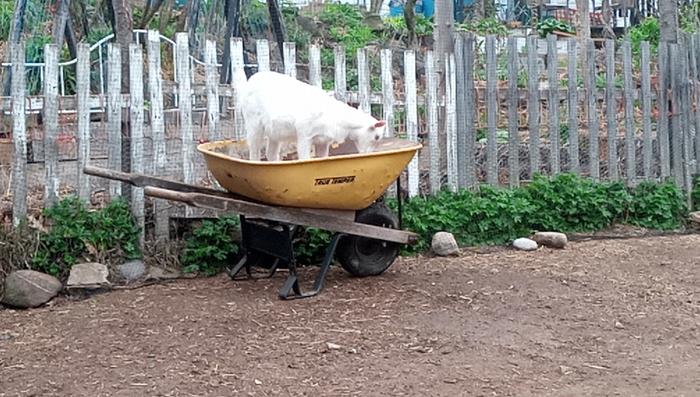 Making sure the wheelbarrow is in tip-top shape (little blurry as I had to zoom, this little one still isn't used to me) 