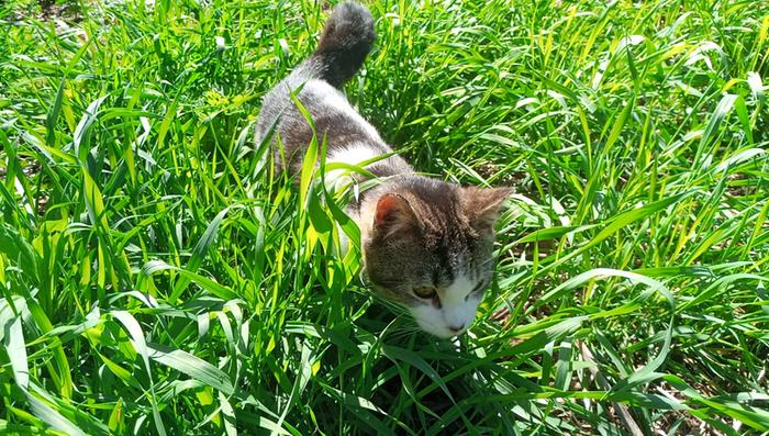 One of the farm cats in the grass