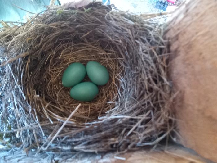 Saw these in the tool shed