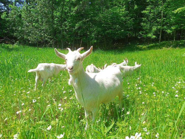 I aspire to reach the level of contentment that this goat was experiencing