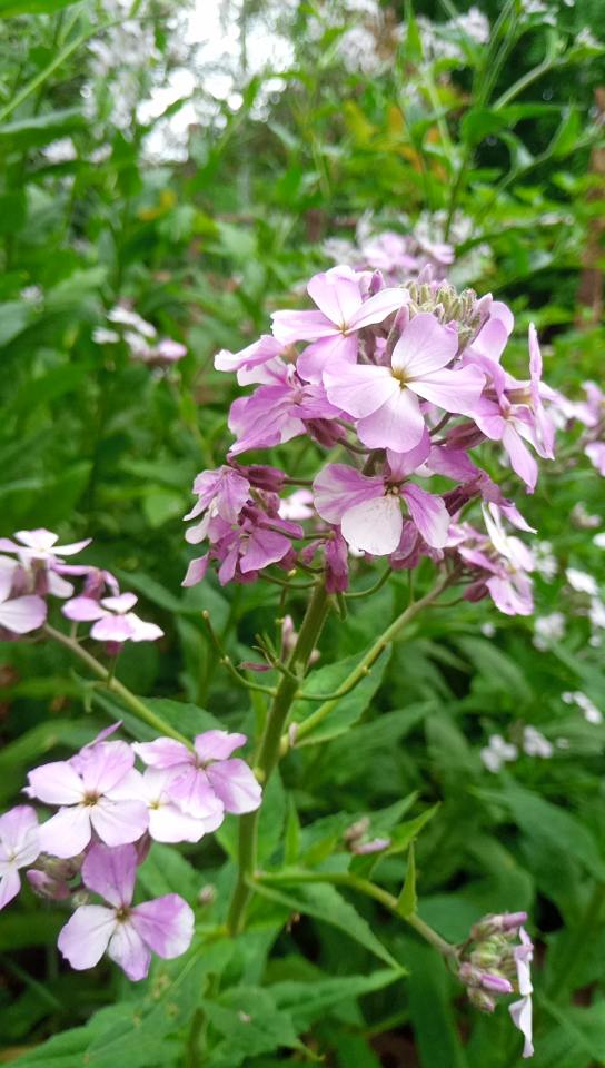 Looking and smelling pretty nice