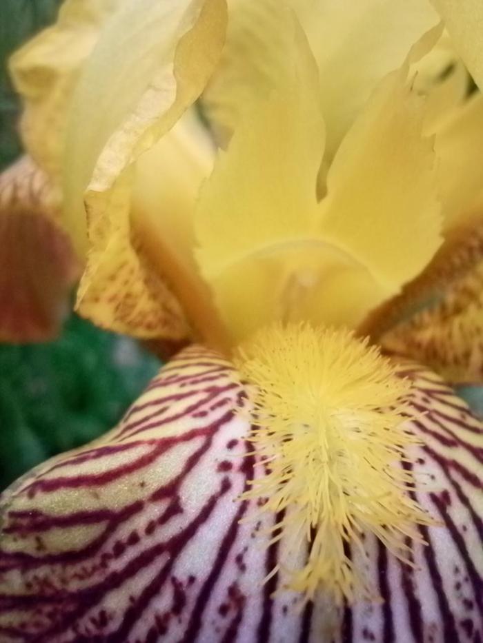 Trying out the macro mode on my phone