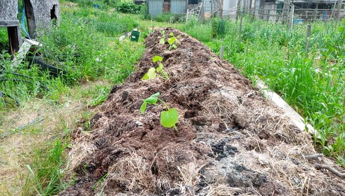 The big bed is planted