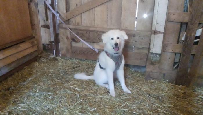 Observing the goat being milked around the corner - very calm even when one goat was not calm around her!