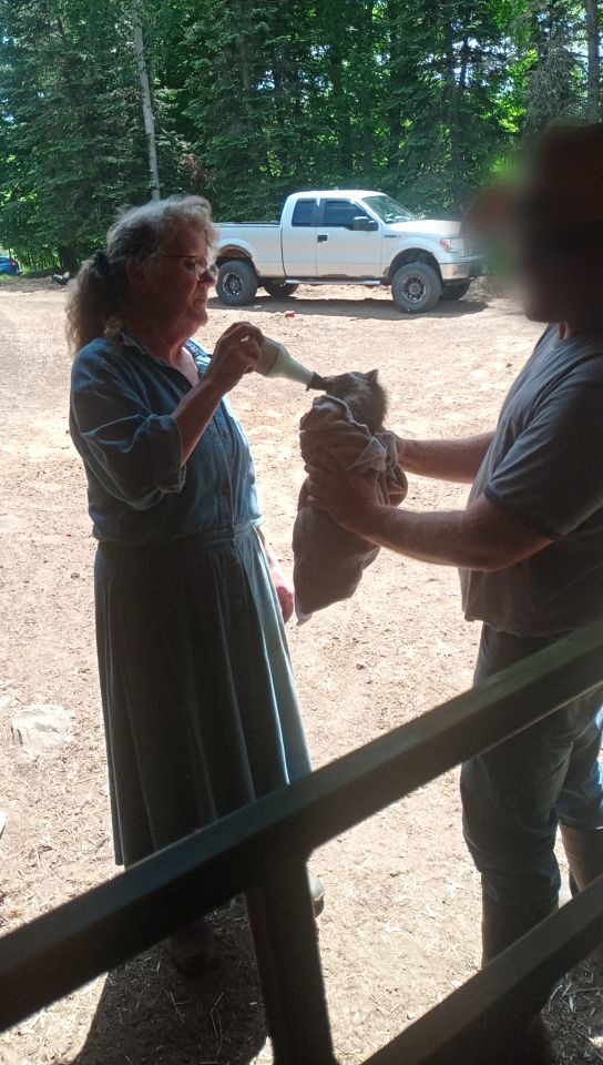 Getting some goat milk