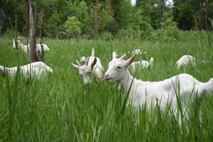 The goats grazing away in the marsh