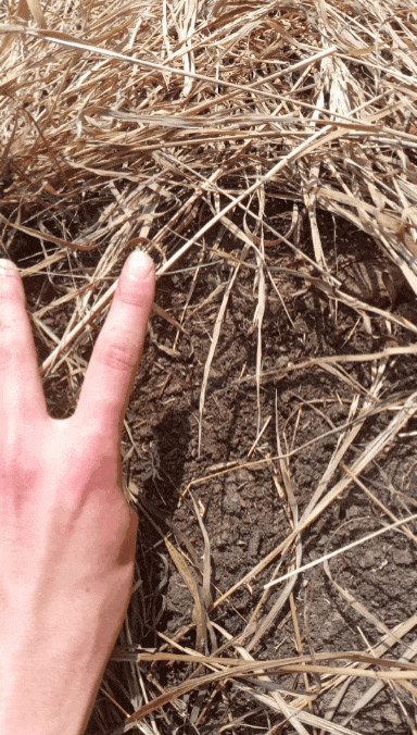 Houston, we have sprouts