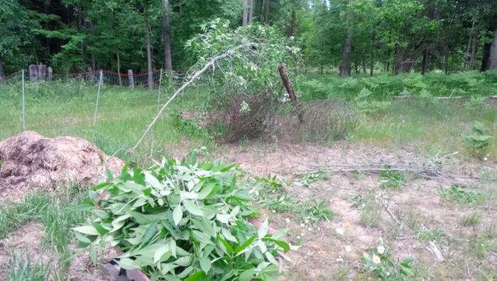 [Thumbnail for tree-down.jpg]