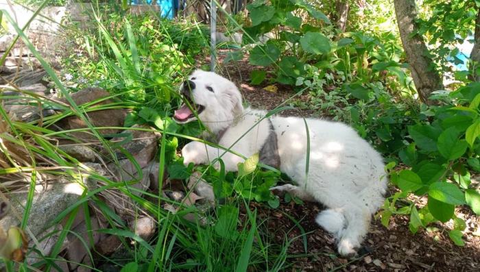 The Weed-Eater 3000 at work