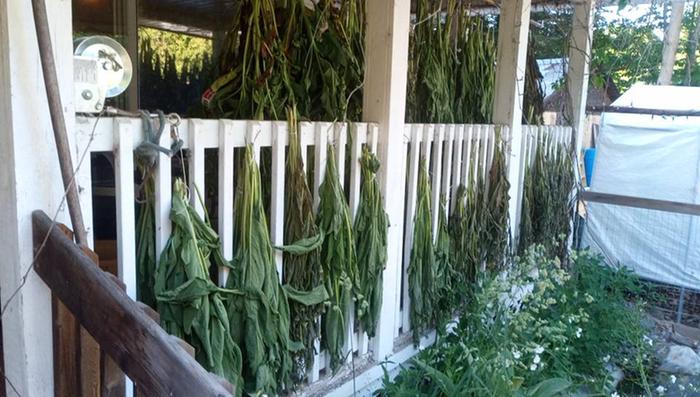 Did some more comfrey hanging today - almost done