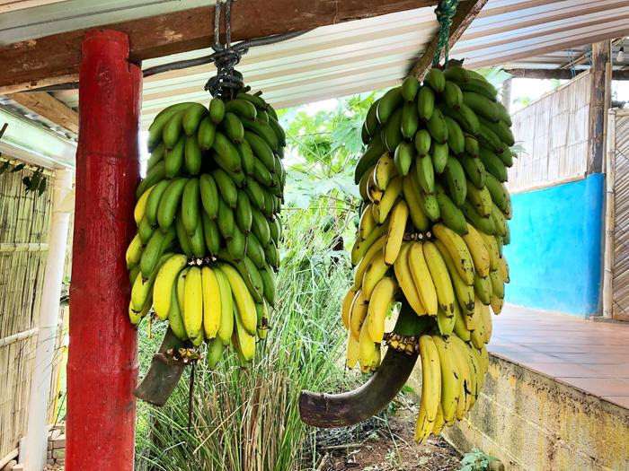Tropical fruits: Bananas