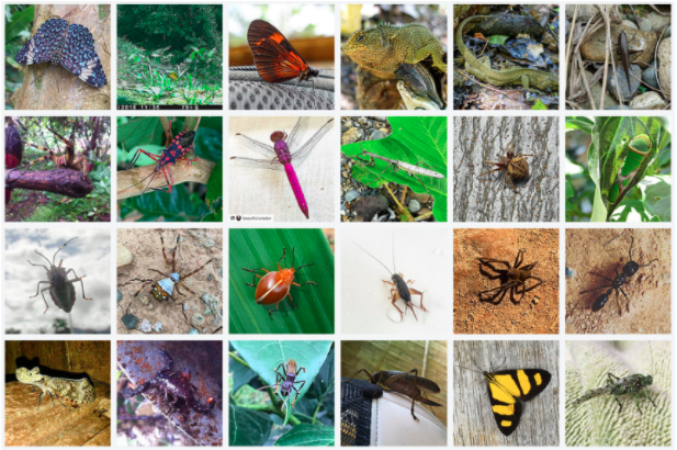 [Thumbnail for BIODIVERSITY_tropical_farm_for_sale_Ecuador_.png]