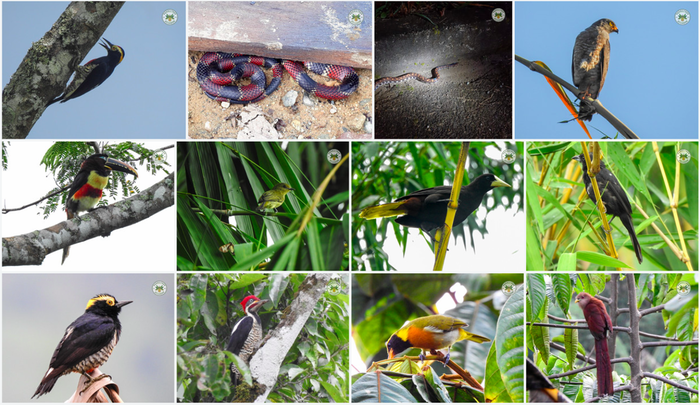 [Thumbnail for Fauna_Biodiversity_tropical_farm_for_sale_Ecuador_.png]