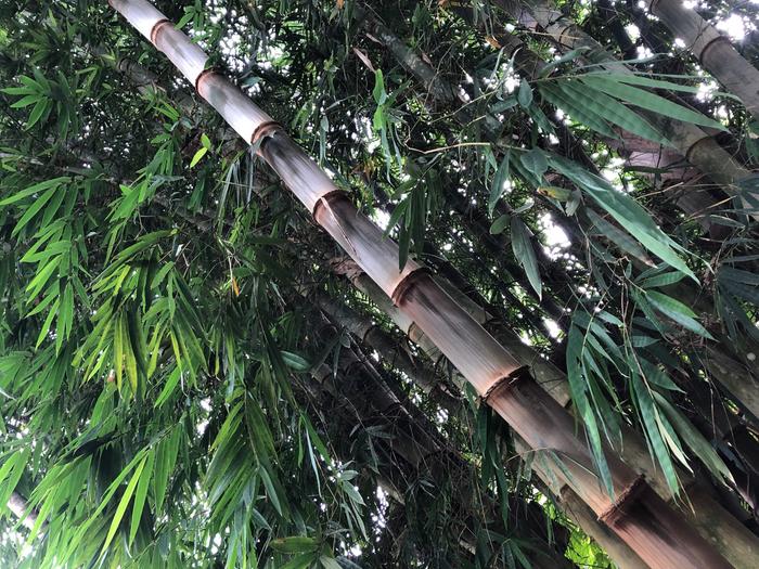 [Thumbnail for GiantBamboo_tropical_farm_for_sale_Ecuador_.jpg]