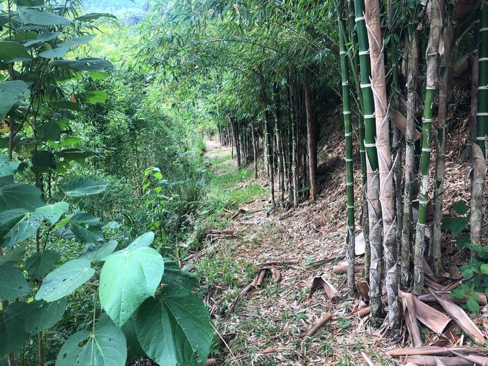 [Thumbnail for GUADUA_tropical_farm_for_sale_Ecuador_.jpg]