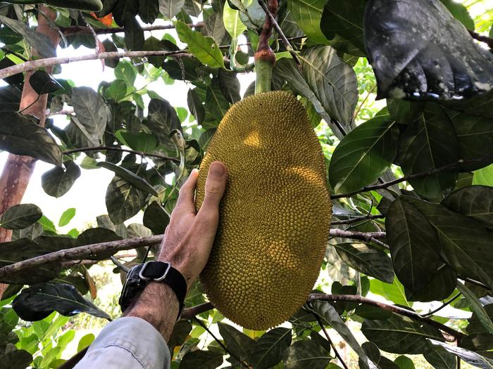 [Thumbnail for Jackfruit_tropical_farm_for_sale_Ecuador_.jpg]