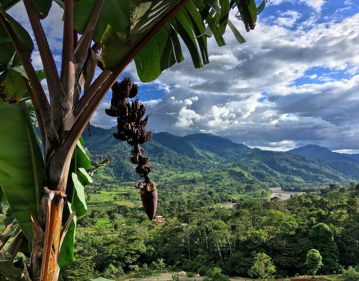 [Thumbnail for RedBANANAS_tropical_farm_for_sale_Ecuador_.jpg]