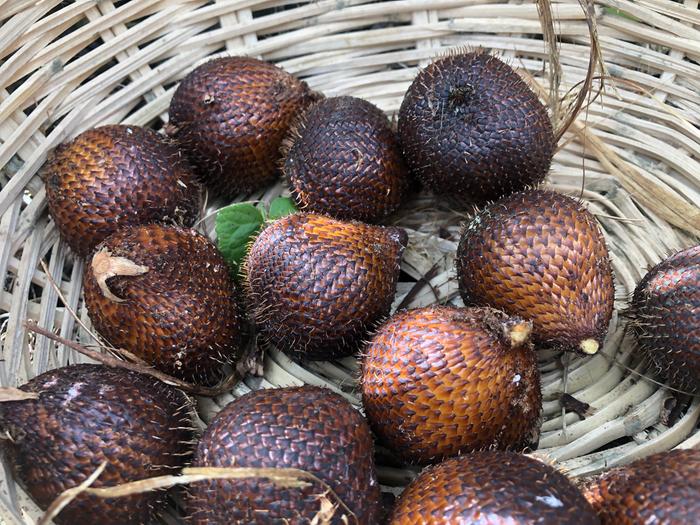 [Thumbnail for SALAK_tropical_farm_for_sale_Ecuador_.jpg]