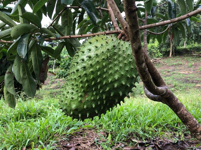 [Thumbnail for Soursop_tropical_farm_for_sale_Ecuador_.jpg]
