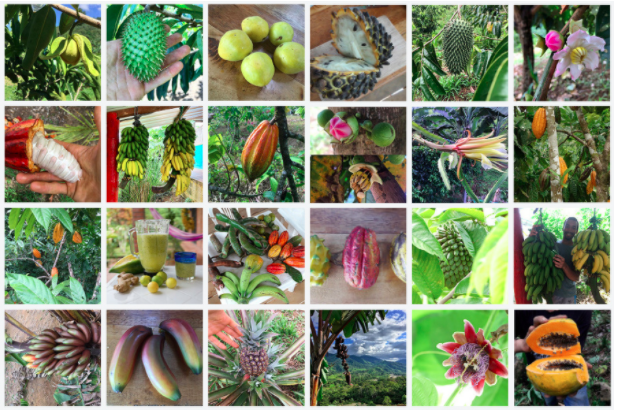 [Thumbnail for TropicalFruits_tropical_farm_for_sale_Ecuador_.png]