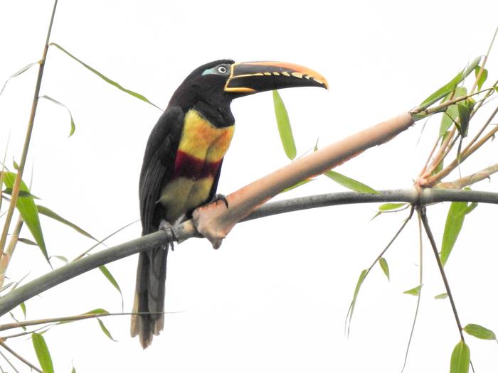 [Thumbnail for TUCAN_tropical_farm_for_sale_Ecuador_.jpg]
