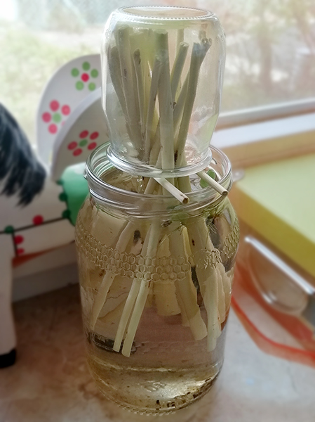 Willow twigs in a jar with daphnia.