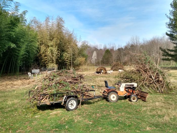 preparing brush for biochar burn