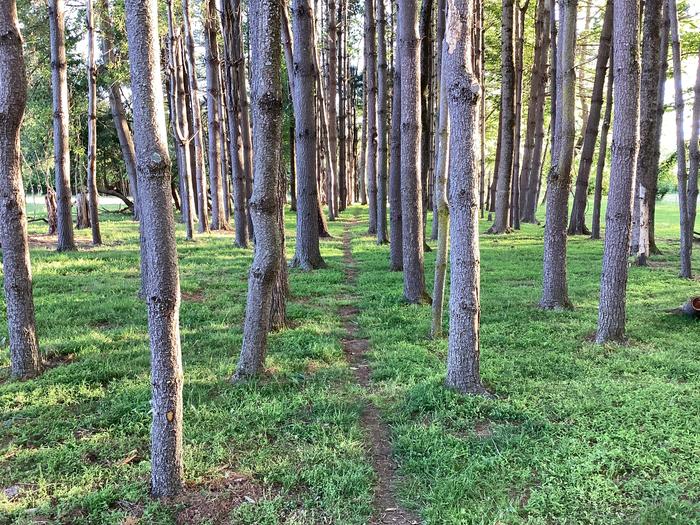 path in silvopasture