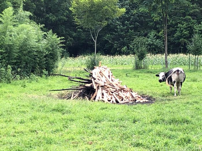 a cow next to a pile of wood about to be burned for biochar