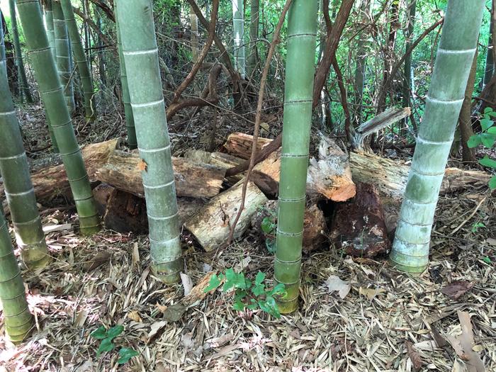 rotting wood in a bamboo grove
