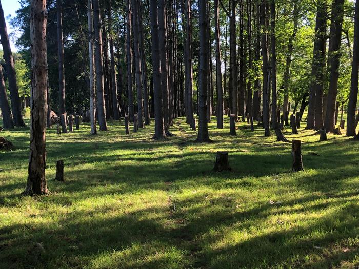 a silvopasture that had been an overgrown pine forest