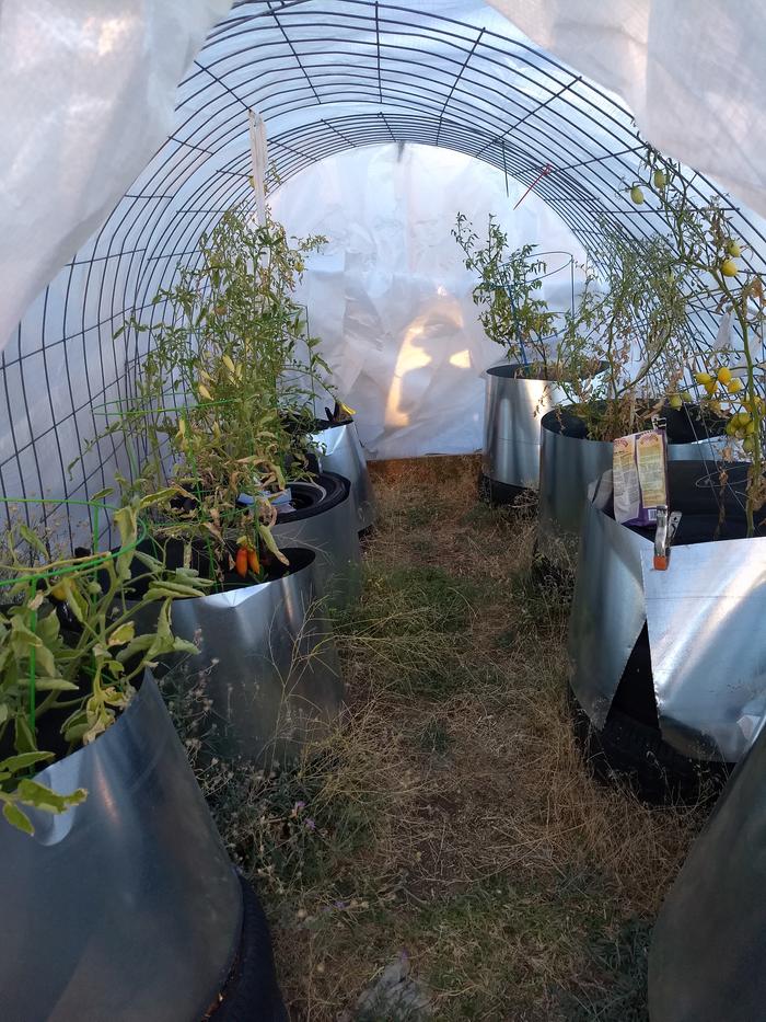 Tomatoes on hoop house