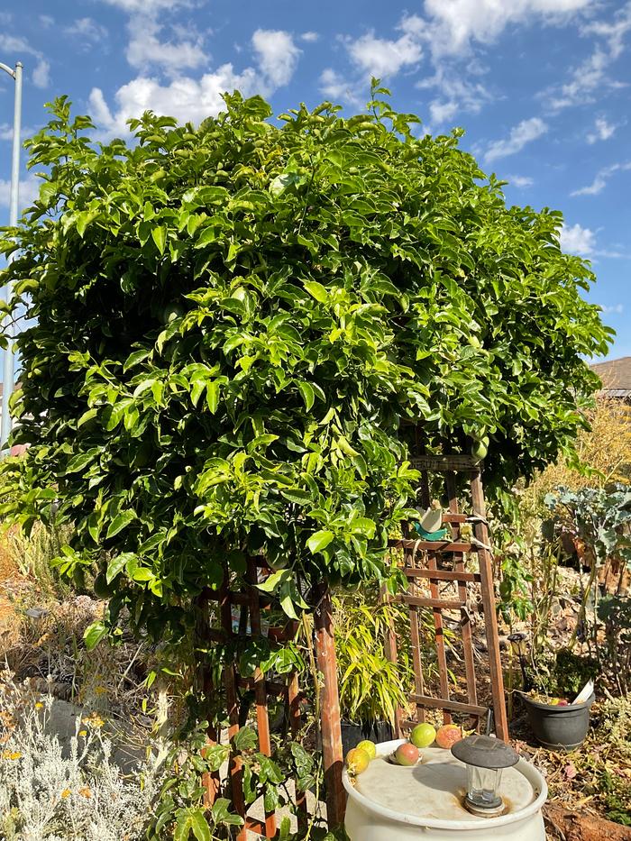 Passionfruit vine