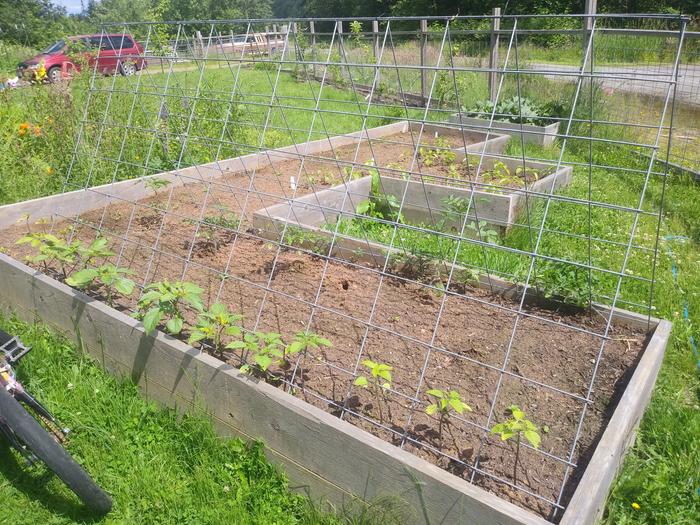 This made a nice tent of cherry tomatoes and tomatillos. 