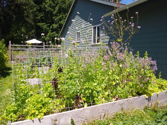 My lettuce didn't really need a trellis but I didn't feel like moving it. 