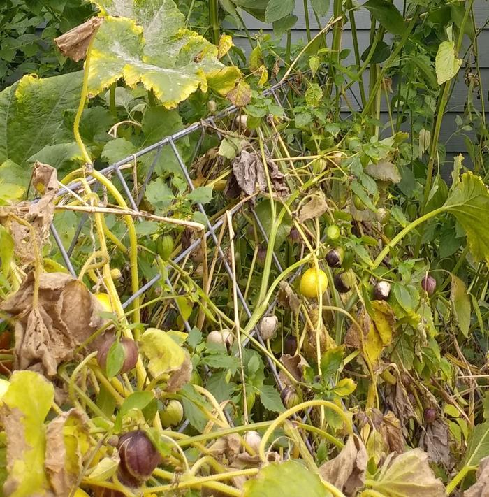 Squash, cucumbers and tomatillos hanging out at the end of the season. 