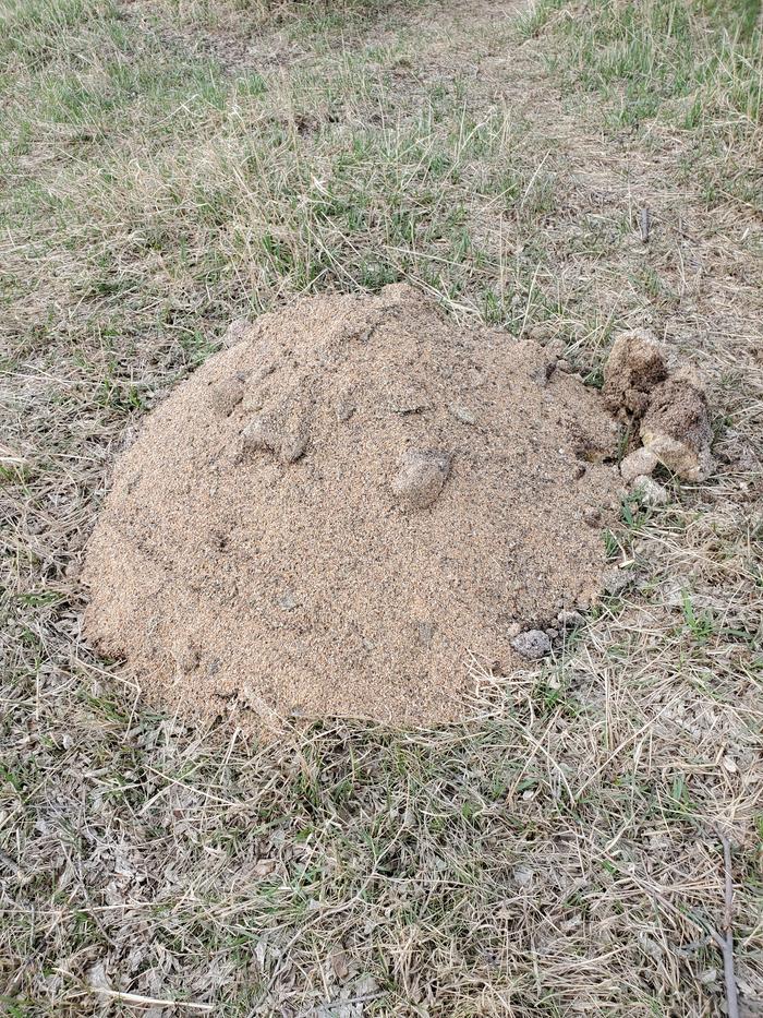 1 of 3 moldy piles 