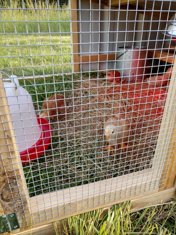 broilers in chicken tractor