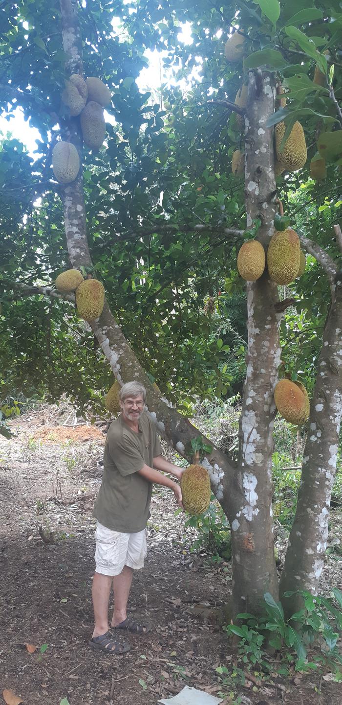 My favorite fruit - Jackfruit