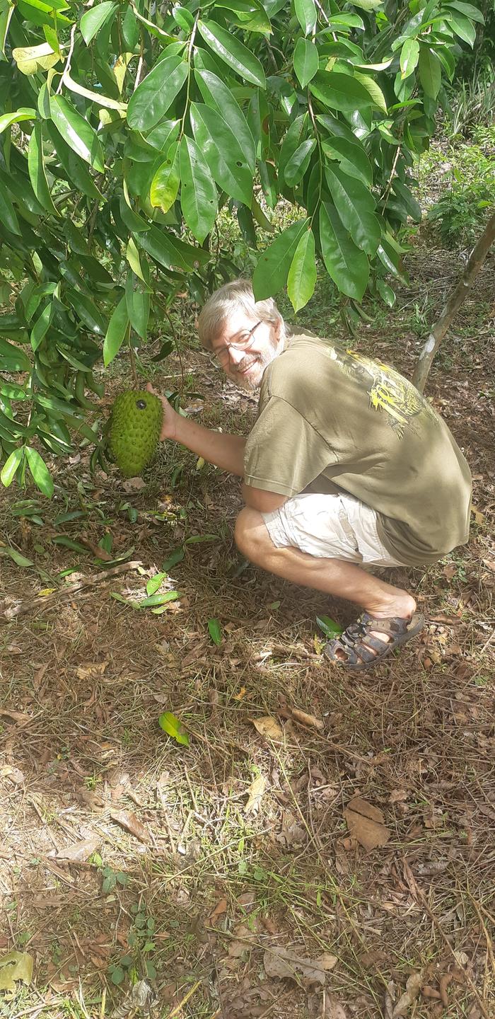 Soursop (Graviola in Portuguese)