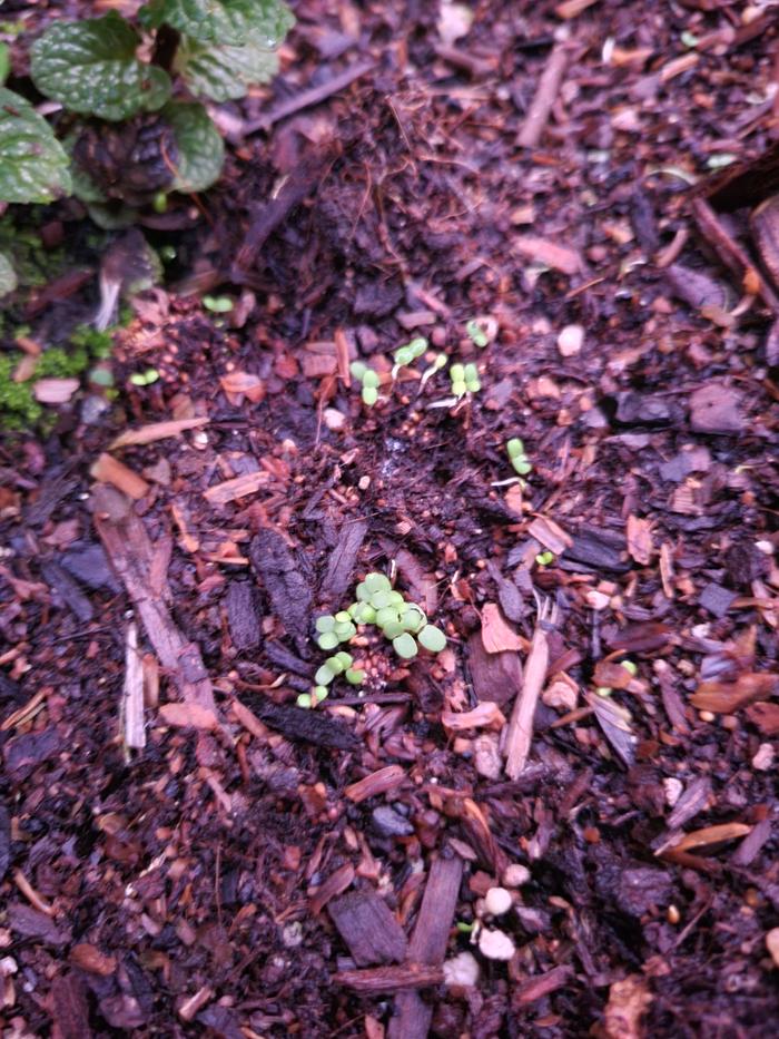 Cluster of strawberry sprouts!