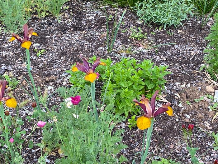 What are the strongest scented flowers in your yard? (meaningless drivel forum at permies)